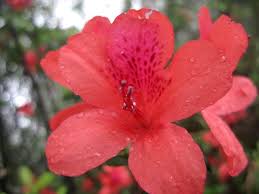 File Red Azalea Flower Up Close Shot Jpg Azalea Flower Flower Meanings Flowers