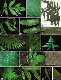 Image result for Tectaria fernandensis