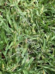 Image result for Cenchrus clandestinus