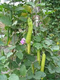 Image result for Canavalia