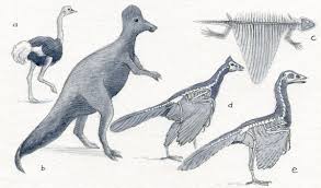 He suggested that evolutionary novelty, flight in this case, can lead to rapid diversification among species exploiting new. Dinosaur To Bird Theory A Flight Of Fancy Creation Com