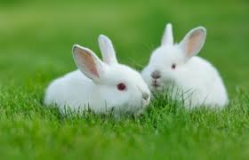 How to get rid of rabbits in your flower garden. How To Keep Rabbits Out Of Your Lawn Or Garden 7 Ways Garden Mandy