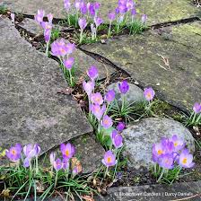 Great Garden Design Crocus Tommasinianus Naturalized Between Pavers Bloomtown Gardens Darcy Daniels Garden Design Small Gardens Garden Landscaping