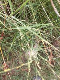 Image result for Panicum schinzii
