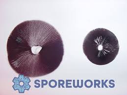 Image result for Gymnosporia pubescens