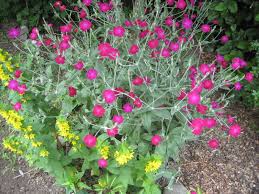Maybe you would like to learn more about one of these? Chase Flowers 1 My Edmonds News
