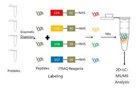 It functions both outdoors and inside buildings, offering precise location information whenever and wherever needed. Protein Quantification Analysis Mass Spectrometry Service