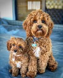 Cavapoo Puppies Are Very Expressive And Social That Makes Them Very Friendly And A Perfect Pet In 2021 Cavapoo Puppies Puppies Cute Dogs