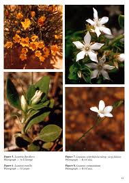 Image result for Chironia laxiflora