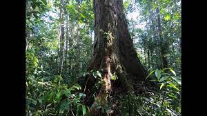 Siqueira wurde 2017 aus dem atlantischen regenwald brasiliens neu beschrieben, es sind nur zwei standorte bekannt. Toby Jackson On Twitter 88 M Tall Tree In Brazil Angelim Vermelho Dinizia Excelsa Read About The Discovery And Our Journey Up The Jari River To Visit This Giant Tree Here Https T Co Nu2ayiac3x
