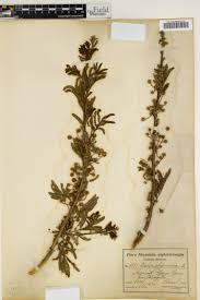 Image result for Dolichos sericeus