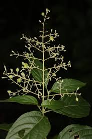 Image result for Hoslundia