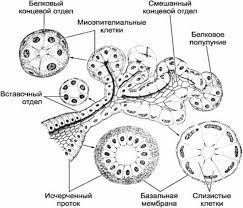Слюнные железы. Анатомия и гистология