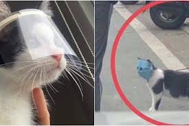 Banyak foto yang bisa menggelitik urat tertawa kita, mulai foto manusia hingga hewan. 20 Potret Lucu Kucing Taat Protokol Kesehatan Kocak