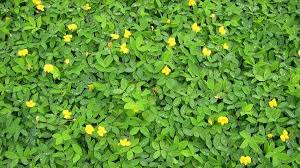 Image result for Arachis