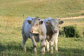 Charolais Deltagro