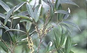 Image result for Pentaphylacaceae