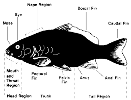 Fish Disease Diagnosis