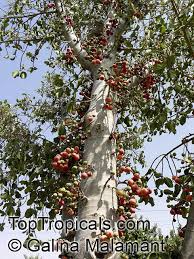 Image result for Ficus sycomorus