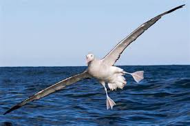 Wingspan largest flying bird ever. The Albatross Has The Largest Wingspan Of Any Bird Measuring Up To 11 Feet 9gag