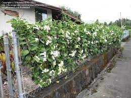 We did not find results for: Full Size Picture Of Madagascar Jasmine Bridal Wreath Bridal Bouquet Hawaiian Wedding Flower Step Hanging Plants Outdoor Madagascar Jasmine Hawaiian Plants