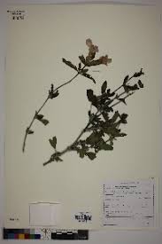 Image result for Barleria lugardii