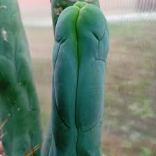 Image result for Bulbostylis megastachys