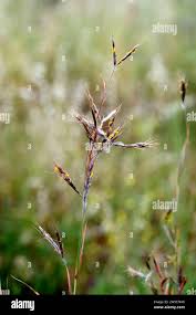 Image result for Hyparrhenia quarrei