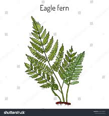 Image result for Pteridium aquilinum
