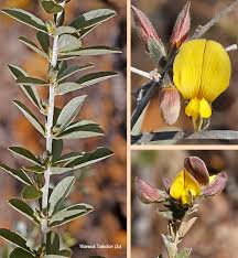 Image result for Rhynchosia luteola