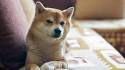 Shiba Inu vs Akita – Which one is a better dog breed for ...