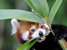 We did not find results for: Temperate Forest And Taiga San Diego Zoo Animals Plants