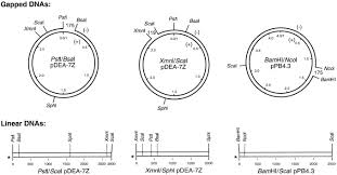 Super angebote für puzzle 1500 hier im preisvergleich. Cleavage Of Holliday Junctions By The Escherichia Coli Ruvabc Complex Journal Of Biological Chemistry