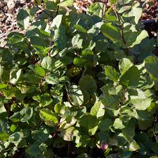 Image result for Salacia chlorantha