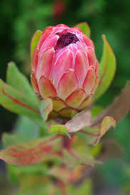 African violets are strictly indoor plants in north america, largely because their leaves need to stay dry. 8 South African Flowers For American Gardens Gardenista