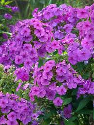 Phlox Flame Purple Bluestone Perennials