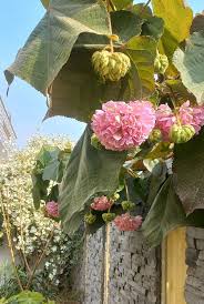 Image result for Dombeya