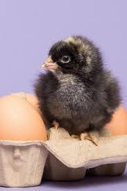 You can always buy one. Man Decides To Incubate Box Of Supermarket Eggs This Happens Video