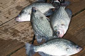 2017 michigan crappie fishing forecast