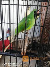Cucak Ijo Trotol Original Banyuwangi Di Kab Banyuwangi Jawa Timur Jualo Com