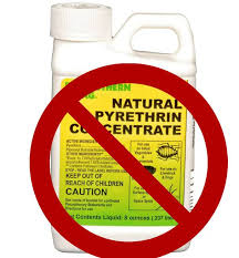 Image result for Pyrethrin