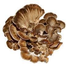 Buy Maitake Mushroom Extract Powder Quality Mushroom, 50% OFF