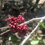 Image result for Schotia capitata