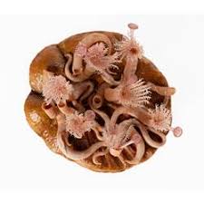 Image result for Galeomma