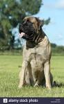 English Mastiff Dog Breed Information and Pictures
