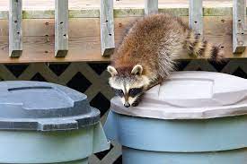 The more traps employed, the quicker you catch raccoons.you can start with one trap. How To Get Rid Of Raccoons In And Around Your Home Moving Com