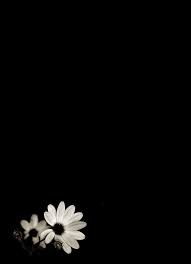 Visita Il Nostro Sito Templedusavoir Org Black Background Wallpaper Black Phone Wallpaper Flower Phone Wallpaper