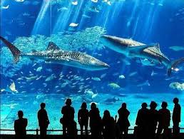 Humpback whale at the coast outside of tromso, norway. 24 Miss Able D Ideas Places Okinawa Japan Hawaii Travel