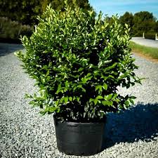 Image result for Ligustrum