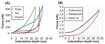 Although some effects can be seen, the rigid cell wall can hide the magnitude of what is going on inside. Plants Free Full Text Structure And Biomechanics During Xylem Vessel Transdifferentiation In Arabidopsis Thaliana Html